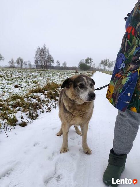 Uwielbiam wylegiwać się na słoneczku adoptuj mnie i pokochaj