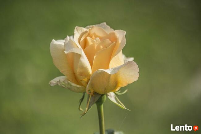 Róża HERBACIANA krzew ozdobny SADZONKI