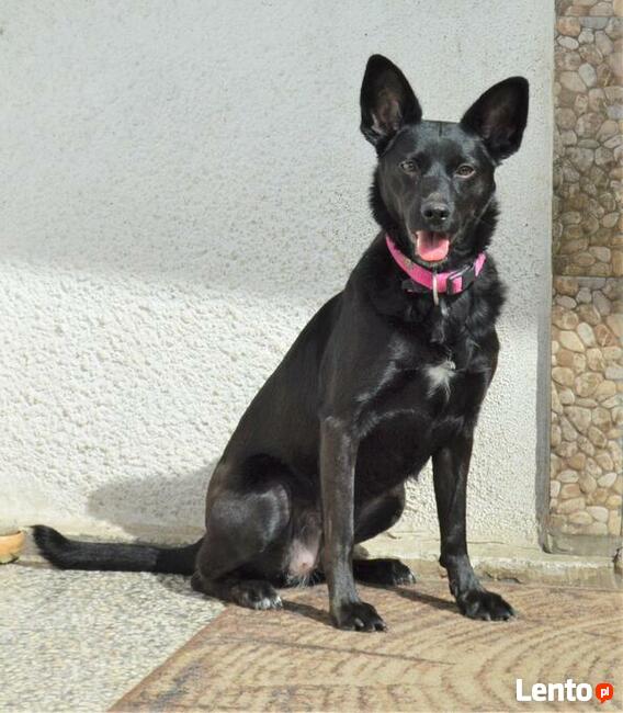 LORI młoda aktywna sunia czeka na wymarzony domek