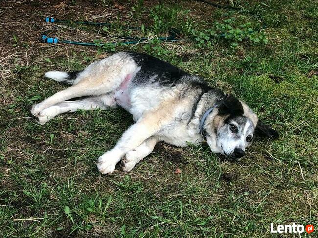 Cudowny staruszek marzy o spokojnym kochającym domu