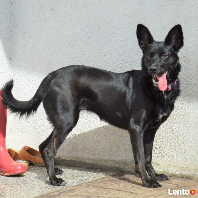 LORI młoda aktywna sunia czeka na wymarzony domek