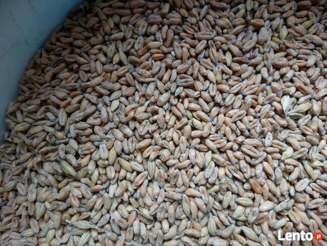 Pszenica ekologiczna jara Monsun