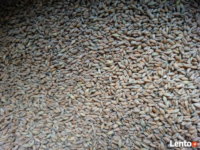 Pszenica ekologiczna jara Monsun. Sprzedaż jedynie wysyłkowa