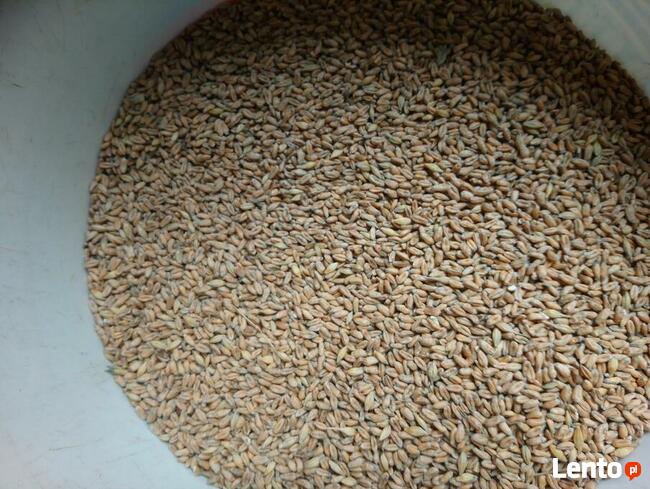 Pszenica ekologiczna jara Monsun. Sprzedaż jedynie wysyłkowa