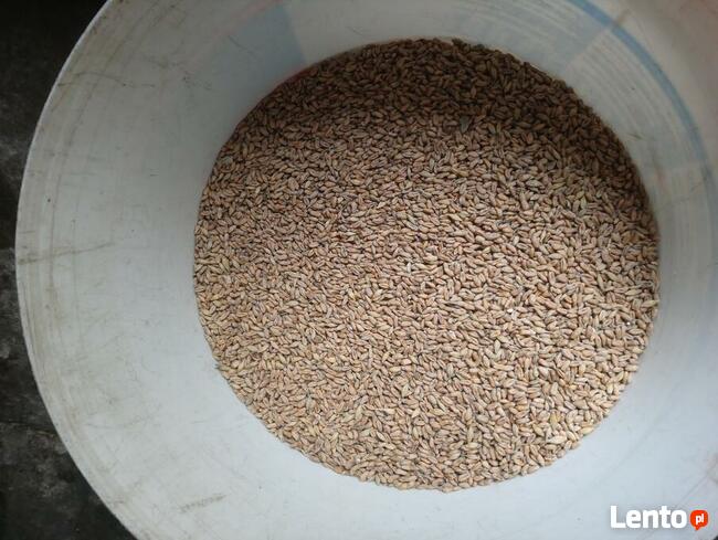 Pszenica ekologiczna jara Monsun