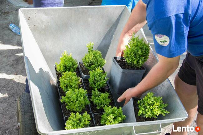 Usługi ogrodnicze - Pielęgnacja ogrodów - Opryski - Cięcie