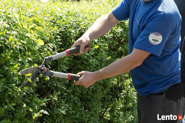 Usługi ogrodnicze - Pielęgnacja ogrodów - Opryski - Cięcie