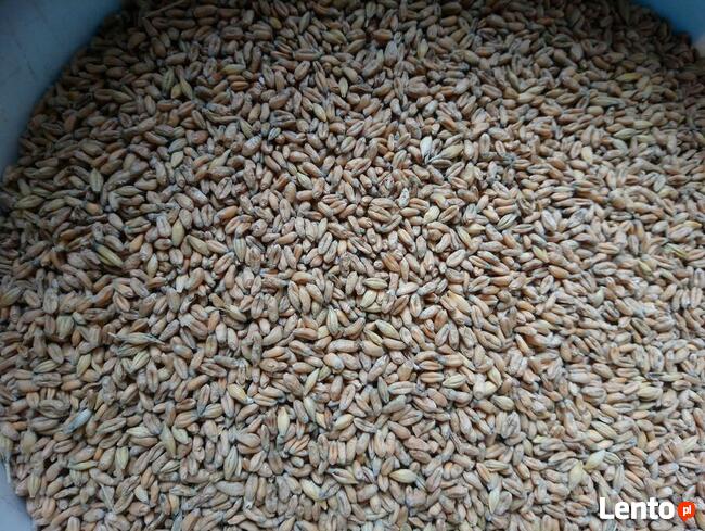 Pszenica ekologiczna jara Monsun