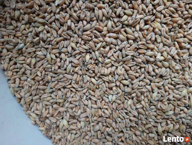 Pszenica ekologiczna jara Monsun