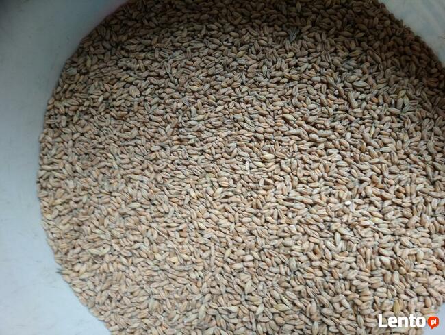 Pszenica ekologiczna jara Monsun. Sprzedaż jedynie wysyłkowa