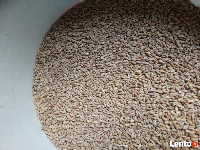 Pszenica ekologiczna jara Monsun