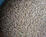 Pszenica ekologiczna jara Monsun. Sprzedaż jedynie wysyłkowa