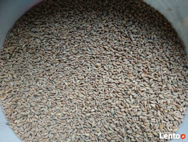 Pszenica ekologiczna jara Monsun. Sprzedaż jedynie wysyłkowa