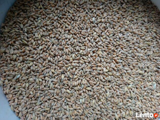 Pszenica ekologiczna jara Monsun