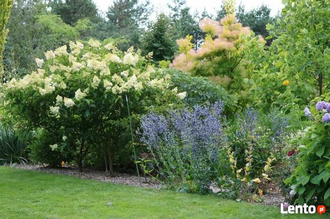 Usługi ogrodnicze - Pielęgnacja ogrodów - Opryski - Cięcie