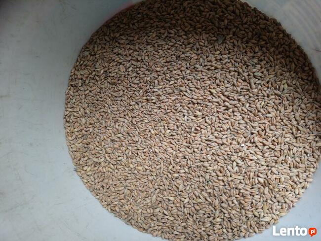 Pszenica ekologiczna jara Monsun. Sprzedaż jedynie wysyłkowa