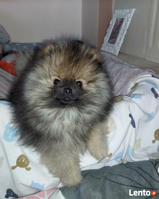 Reproduktor Pomeranian FCI ZKwP szpic miniaturowy