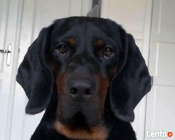 GOŃCZY POLSKI ChPl reproduktor polujący zaprasza suczki