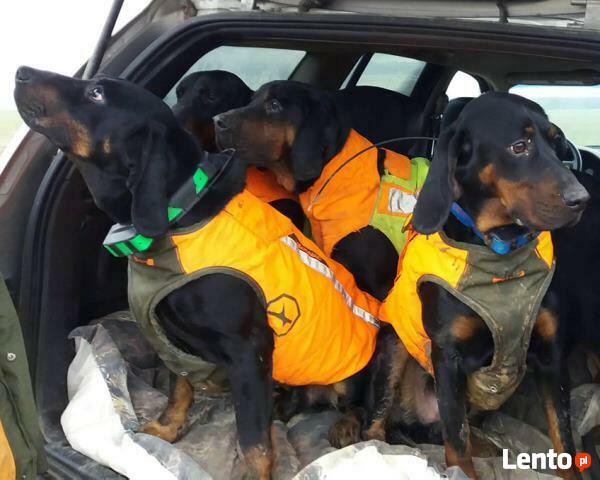 GOŃCZY POLSKI ChPl reproduktor polujący zaprasza suczki