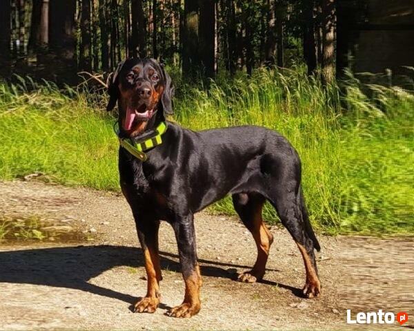 GOŃCZY POLSKI ChPl reproduktor polujący zaprasza suczki