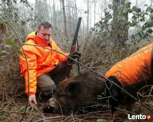 GOŃCZY POLSKI ChPl reproduktor polujący zaprasza suczki