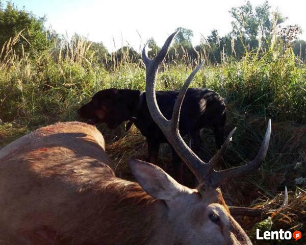 GOŃCZY POLSKI ChPl reproduktor polujący zaprasza suczki