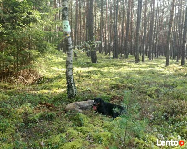 GOŃCZY POLSKI ChPl reproduktor polujący zaprasza suczki