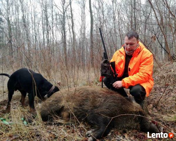 GOŃCZY POLSKI ChPl reproduktor polujący zaprasza suczki