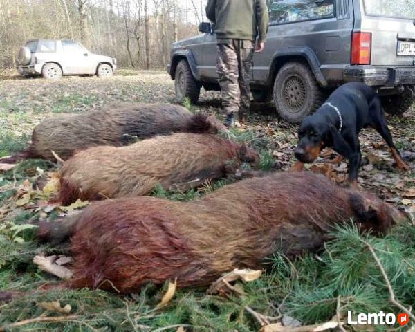 GOŃCZY POLSKI ChPl reproduktor polujący zaprasza suczki