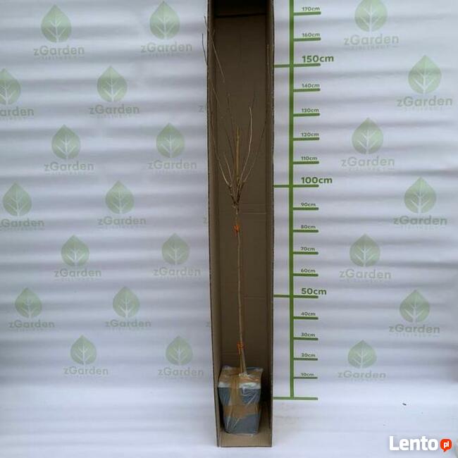 Rozplenica japońska BLACK BEAUTY sadzonki trawy ozdobnej