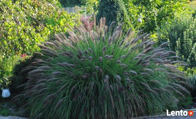 Rozplenica japońska BLACK BEAUTY sadzonki trawy ozdobnej