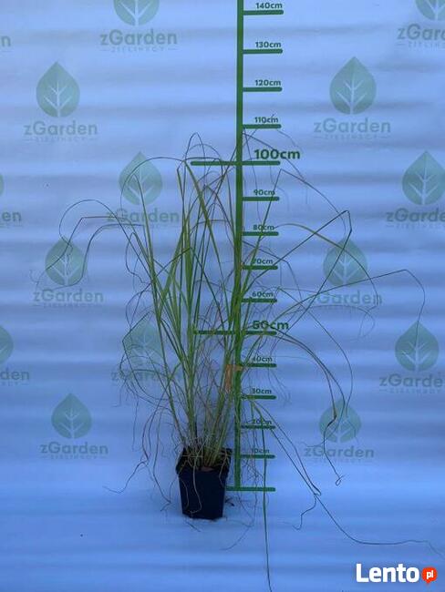Rozplenica japońska BLACK BEAUTY sadzonki trawy ozdobnej