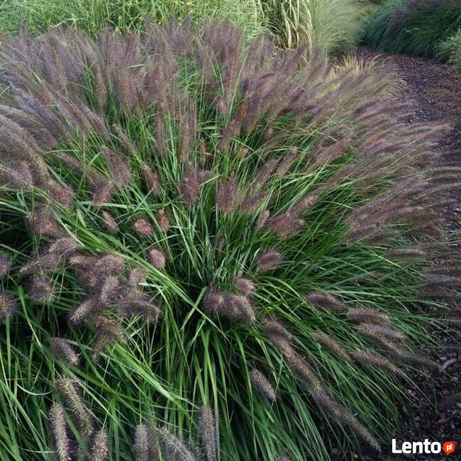 Rozplenica japońska BLACK BEAUTY sadzonki trawy ozdobnej