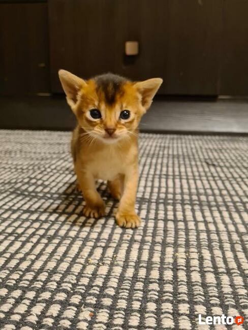 Kot abisyński kocięta po Grand International Chempionie
