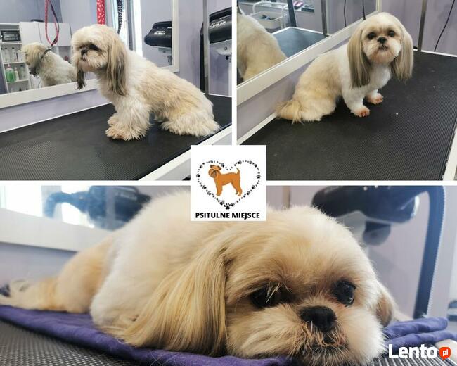 Salon pielęgnacji zwierząt PSITULNE MIEJSCE