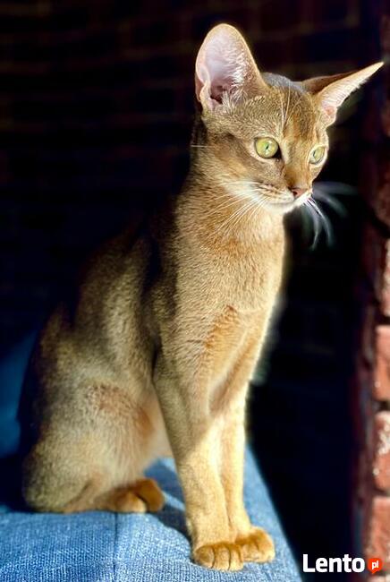 Kot abisyński kocięta po Grand International Chempionie