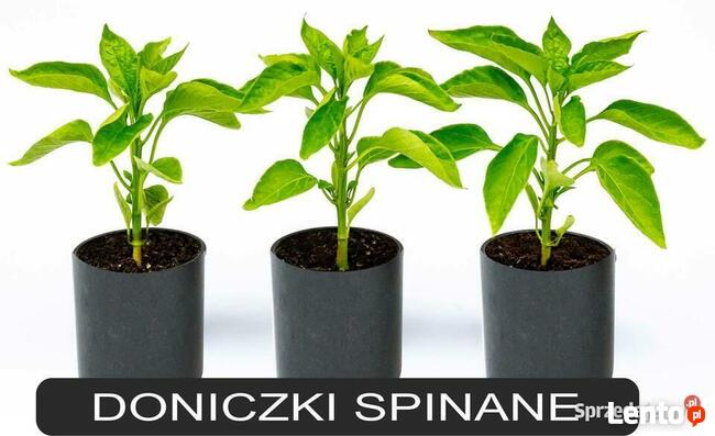 Doniczki spinane bez dna do uprawy POMIDORÓW █▬█ █ ▀█▀