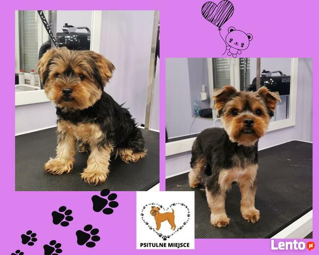 Salon pielęgnacji zwierząt PSITULNE MIEJSCE