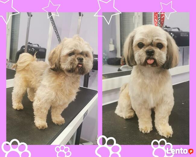 Salon pielęgnacji zwierząt PSITULNE MIEJSCE