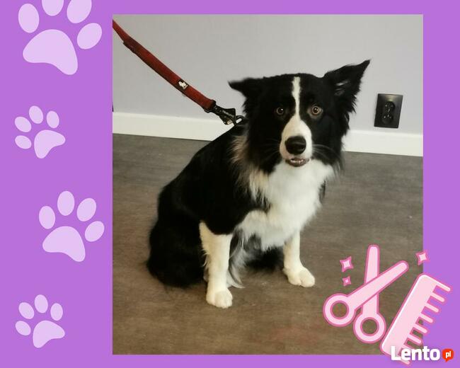 Salon pielęgnacji zwierząt PSITULNE MIEJSCE