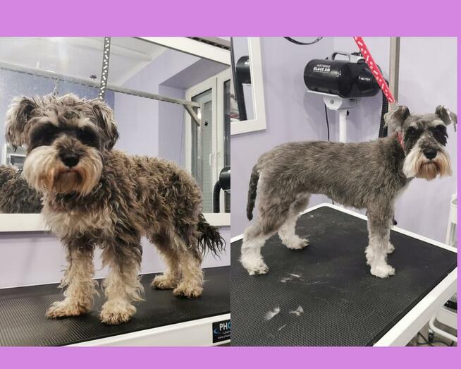 Salon pielęgnacji zwierząt PSITULNE MIEJSCE