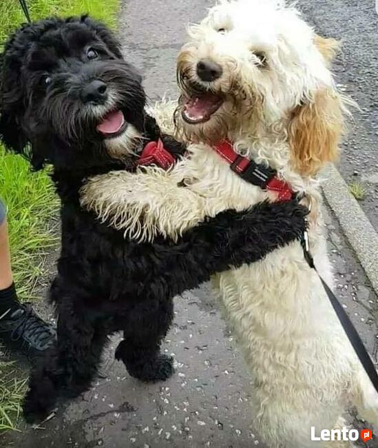 Hotel, strzyżenie , tresura i porady behawioralne