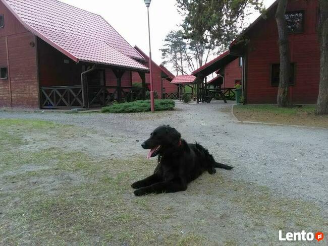 Szkolenie psów Rybnik 400 zł