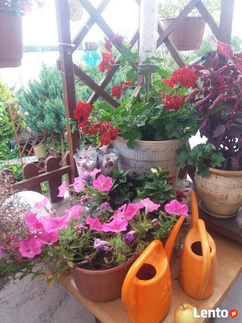 J.JEZIORAK MIGDA SIEMIANY NOCLEG WYPOCZYNEK PIWO RYBY