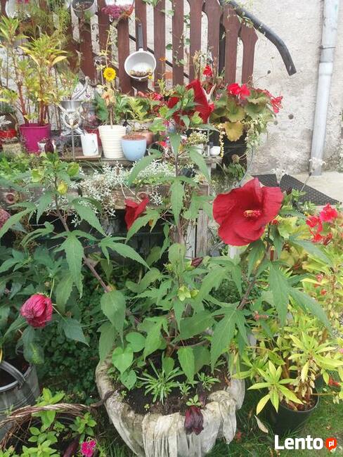 J.JEZIORAK MIGDA SIEMIANY NOCLEG WYPOCZYNEK PIWO RYBY