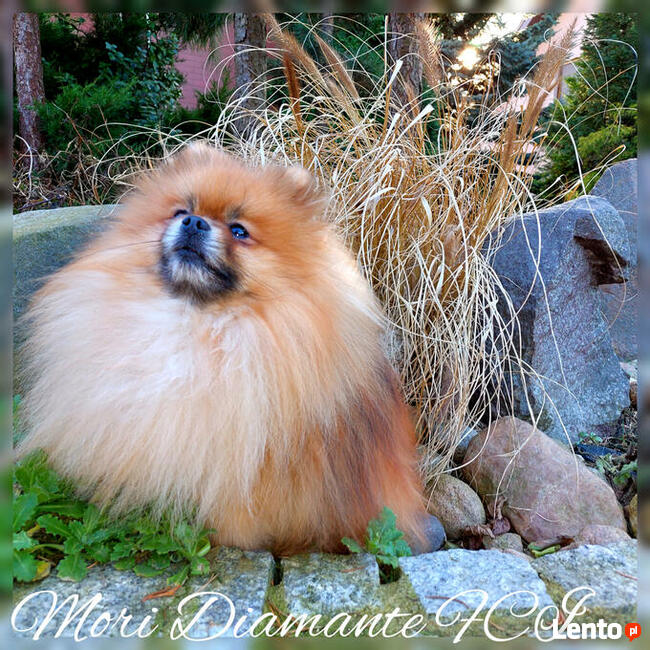 Pomeranian reproduktor FCI ZKwP krycie szpic miniaturowy