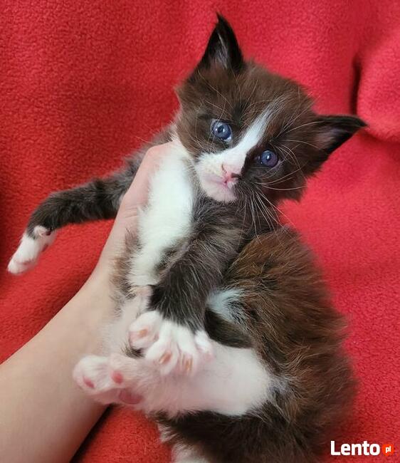 Maine coon kocięta po Championach