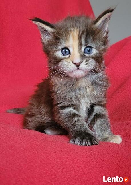 Maine coon kocięta po Championach