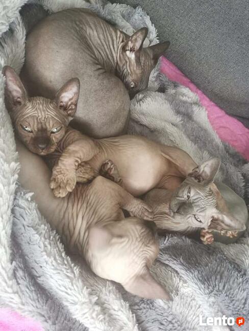 Hodowla DE’TROJANS - Sfinks Kanadyjski & Bambino / Warszawa