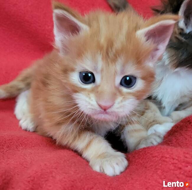 Maine coon kocięta po Championach